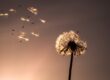 Pusteblume